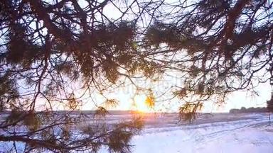 夕阳下的冬野，<strong>阳光</strong>下的松枝，<strong>阳光</strong>下的雪光